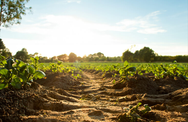 Optimización del uso de fertilizantes y gestión de nutrientes en riego agrícola