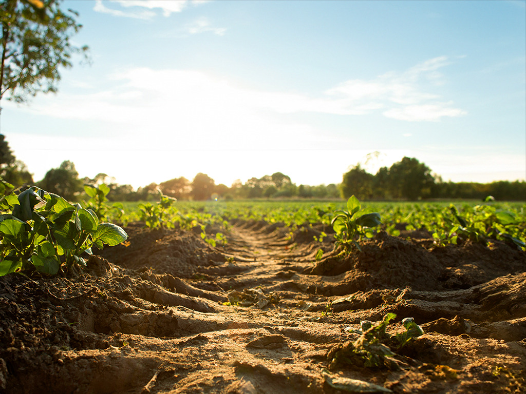 Optimización del uso de fertilizantes y gestión de nutrientes en riego agrícola