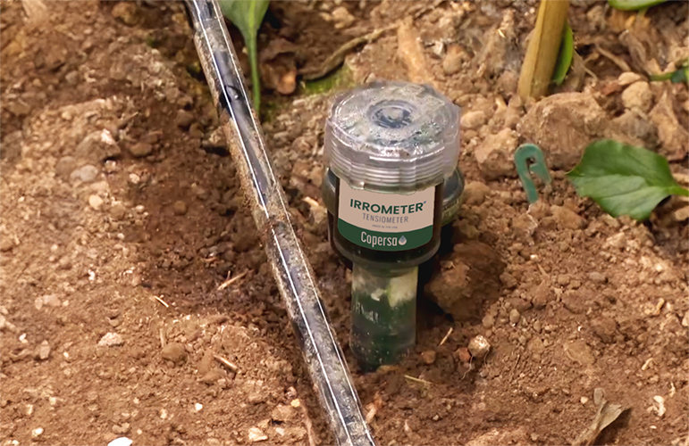 Como funcionan los tensiómetros Irrometer para medir la humedad del suelo en riego agrícola