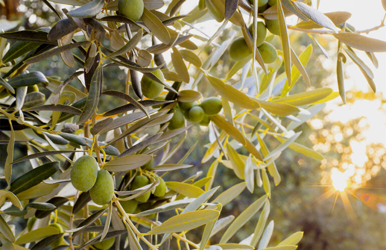 Guía de gestión hídrica y prácticas de riego para el cultivo del olivo · Copersa · Riego agrícola