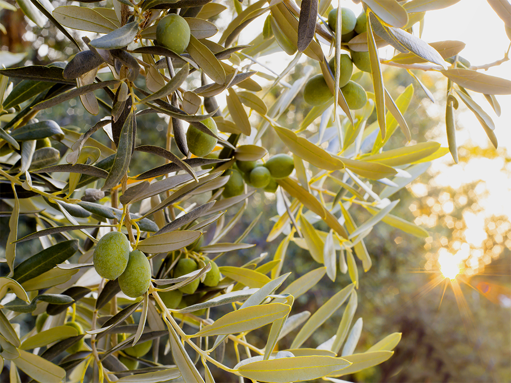 Guía de gestión hídrica y prácticas de riego para el cultivo del olivo · Copersa · Riego agrícola