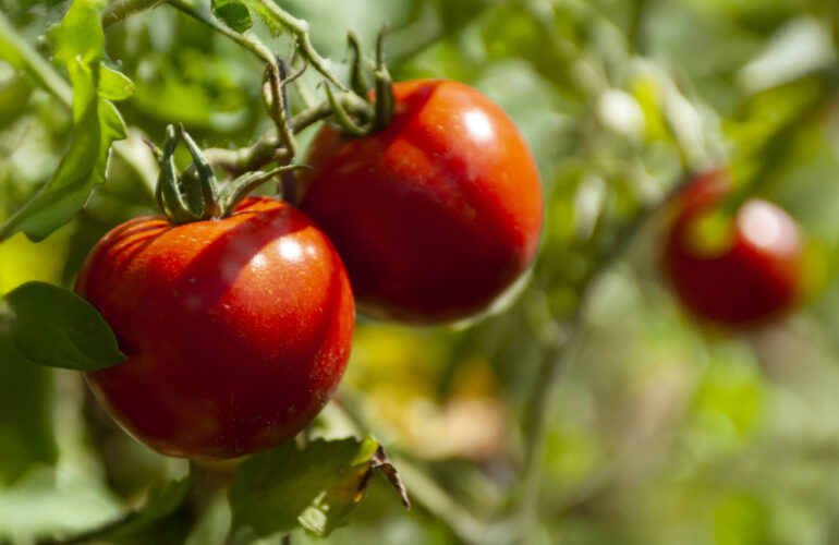 Cultivo del tomate, guía completa de riego eficiente y gestión hídrica - Copersa - Riego agrícola