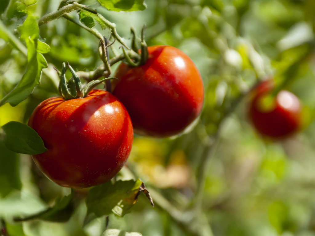 Cultivo del tomate, guía completa de riego eficiente y gestión hídrica - Copersa - Riego agrícola